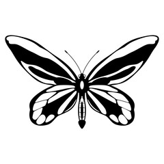 Tropical butterfly. Ornithoptera alexandrae. Queen Alexandra's birdwing. Insect from Papua New Guinea. Black and white silhouette.