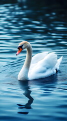 Obraz premium A majestic white swan glides smoothly across a serene blue lake, its elegant form reflecting on the water's surface. A breathtaking high-definition nature photograph capturing the beauty of wildlife.