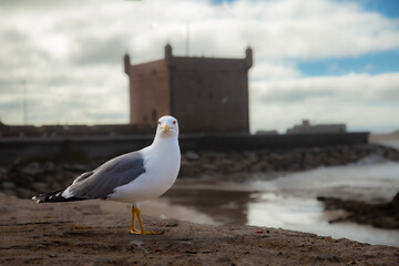 Suwayr, Morocco, is a coastal town. It is a trisma center famous for its fine sands. Suez is also one of the cities on the coast of the Atlantic Ocean. Suwayr is also a city on the UNESCO World Herita