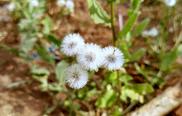 Close-up of Blumea Viscosa flowers 