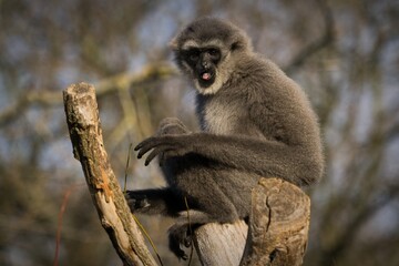 silver gibbon