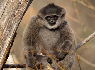 silver gibbon