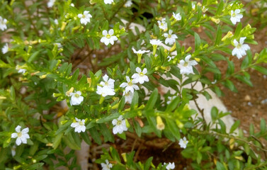 False heather flowers 