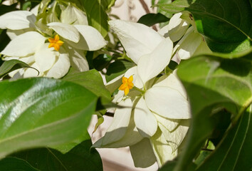 Side view of jade leaf golden flower 