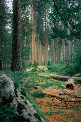 A tranquil forest path blanketed with pine needles, surrounded by tall, straight trees and lush green undergrowth.