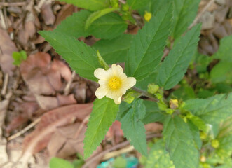 Morning mallow flower near dead leaves