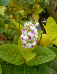 Yellow-veined eranthemum flower