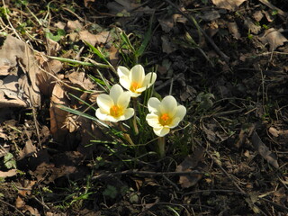 Gelber Krokus 