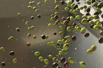 raccolta delle olive e lavoro al frantoio per la produzione dell'olio evo