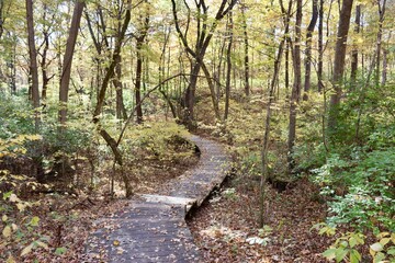 The old wood boardwalk on the trail in the fall forest.