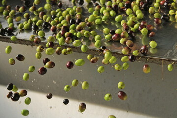 raccolta delle olive e lavoro al frantoio per la produzione dell'olio evo