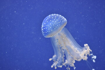 jellyfish in blue water