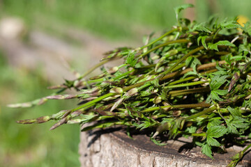 Hop shoots, hops spears, Humulus lupulus -  forageed edible green vegetable in the early spring, delicious cooked spring Italian recipe - risotto con bruscandoli.