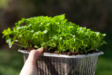 Parsley and celery seedlings ready to transplant in a domestic vegetable garden.