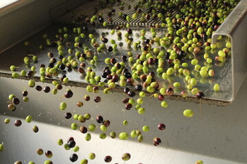 raccolta delle olive e lavoro al frantoio per la produzione dell'olio evo