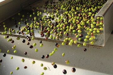 raccolta delle olive e lavoro al frantoio per la produzione dell'olio evo