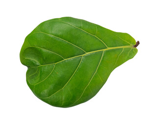 Obraz premium Upper leaf of a Ficus lyrata right