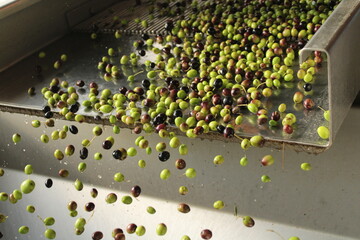 raccolta delle olive e lavoro al frantoio per la produzione dell'olio evo