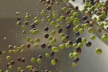 raccolta delle olive e lavoro al frantoio per la produzione dell'olio evo