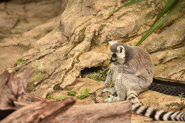 ring tailed lemur