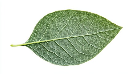 Obraz premium Close-up of a Vibrant Green Leaf