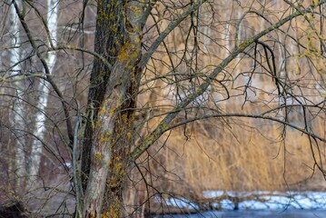 Tree affected by moss in park