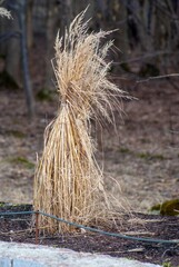 Dry plants tied into a bundle in the park