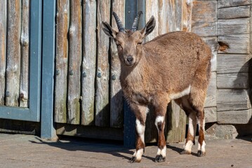 brown goat on the farm