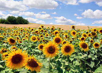 Fototapeta premium Yellow flowers sunflowers on field on background blue sky with white clouds