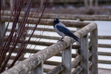 A grey crow sits on a fence