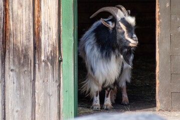 Gray goat on the farm