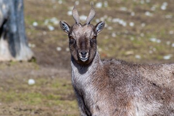 A wild antelope grazes in a meadow.