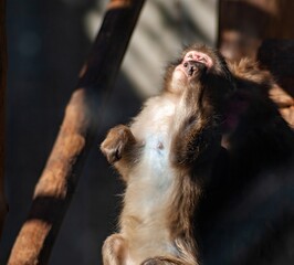 Thoughtful monkey at the zoo