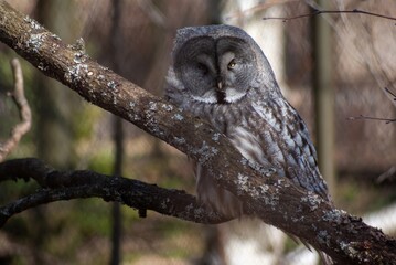 Ural Owl at the Zoo