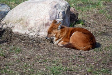 Red mountain wolf in a zoo enclosure