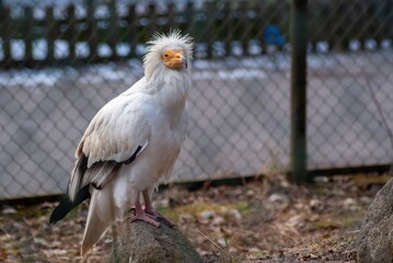 White Vulture in a Zoo Cage