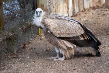 Griffon vulture in a zoo cage