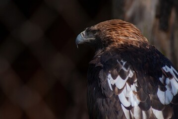 black tailed hawk  in the zoo enclosure