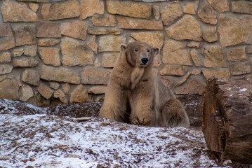 Polar bear turns from white to brown after living in a zoo.