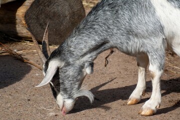 A grey goat grazes in a paddock.