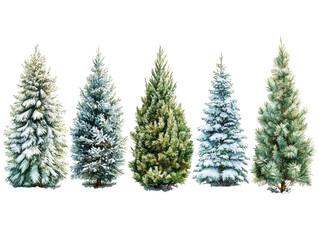 Obraz premium PNG cut out isolated background. A beautifully detailed watercolor illustration featuring five evergreen trees with varying shades of green and snow-covered branches.
