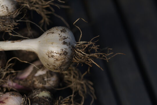 close up of a garlic bulb