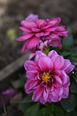 Obraz premium pink flower
