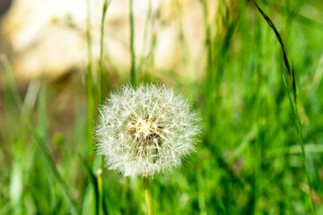 The image features a close-up of a dandelion seed head in a green field near Danta di Cadore, Veneto, June 2024. The delicate white seeds are ready to disperse.