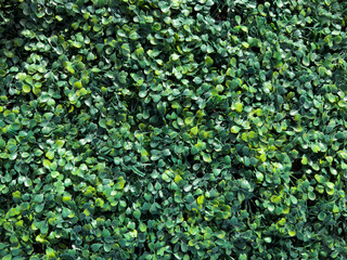 Dense texture of artificial green plants background close up