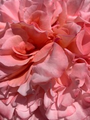 Obraz premium pink rose petals