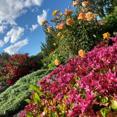 flowers in the garden