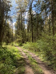path in the woods