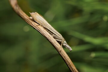 Agriphila straminella on dry grass