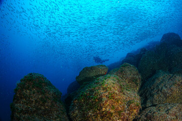 Shoal of small fish swimming gracefully over a rocky seabed adorned with vibrant algae, while a...
